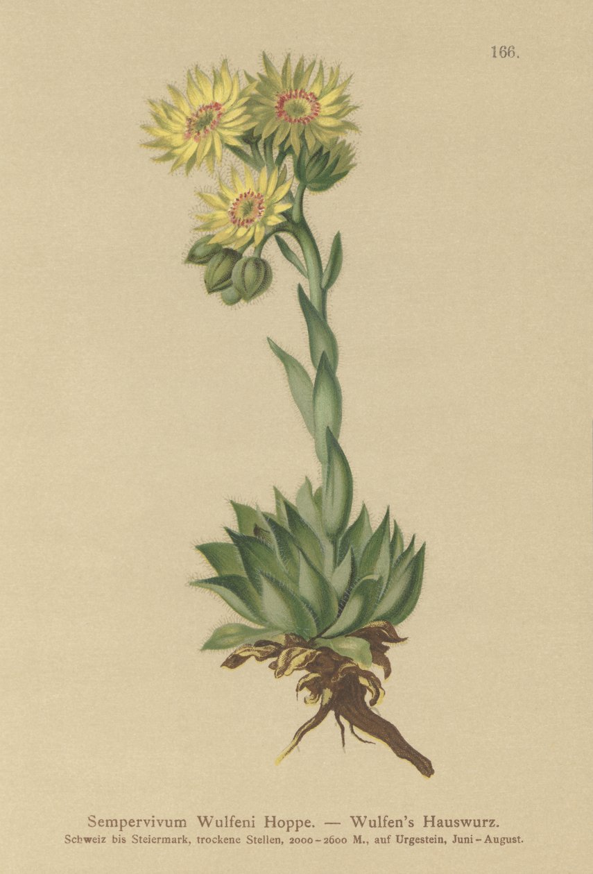 Sun Houseleek (Sempervivum Wulfenii) autorstwa German School