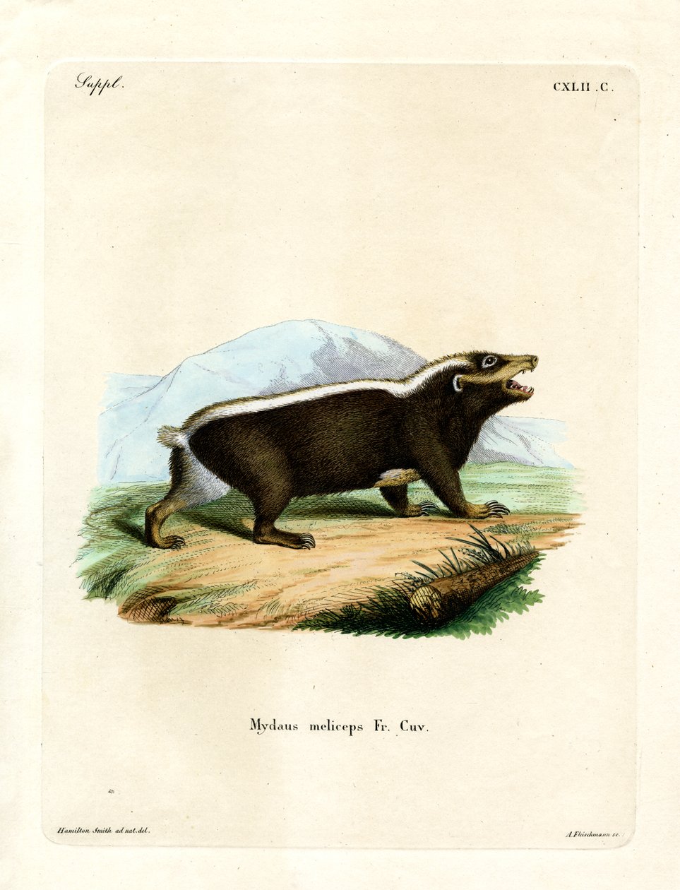 Sunda Stink Badger (kolorowy grawerunek) autorstwa German School