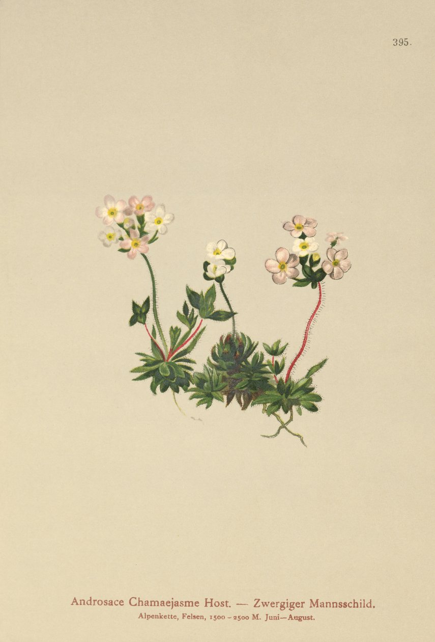 Rockjasmine (Androsace Chamaejasme) autorstwa German School