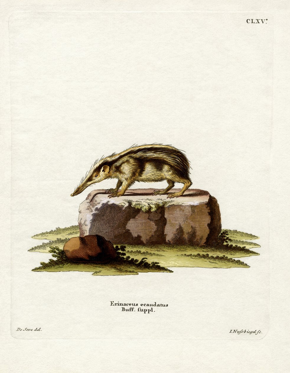Tenrec bezogonowy (kolorowy grawerunek) autorstwa German School