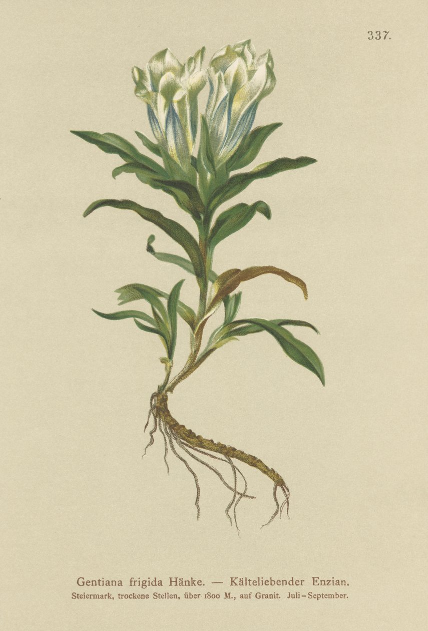 Goryczka tawerna (Gentiana frigida) autorstwa German School