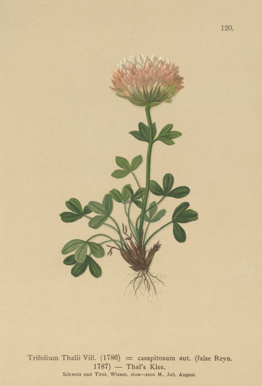 Koniczyna Thals (Trifolium Thalii, Trifolium caespitosum) autorstwa German School
