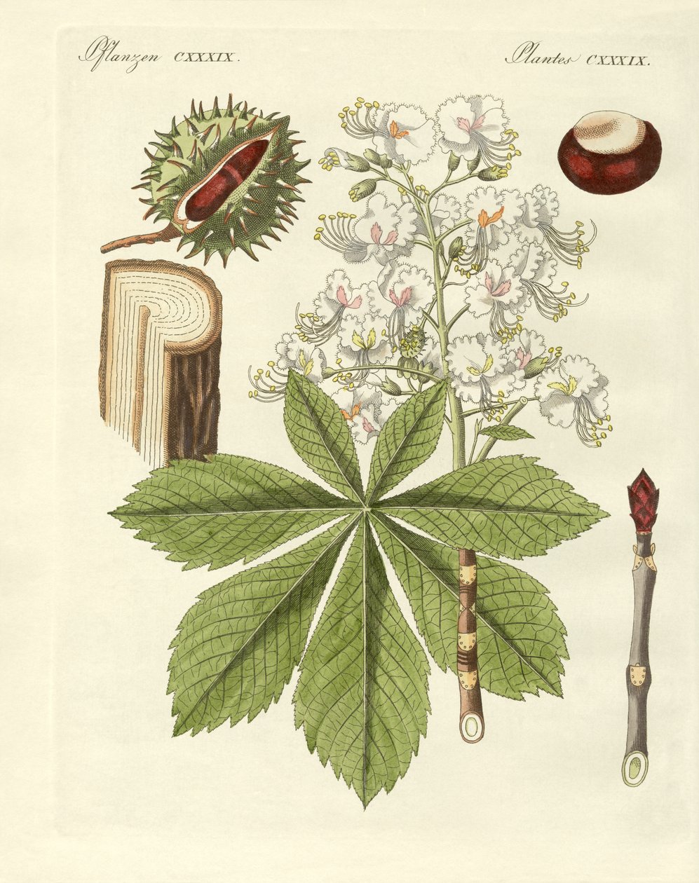 Drzewo buckeyes autorstwa German School