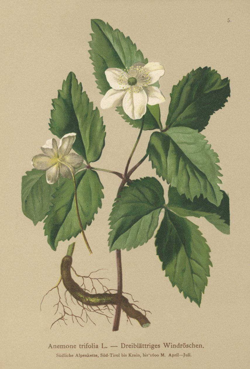 Zawilec trójlistny (Anemone trifolia) autorstwa German School
