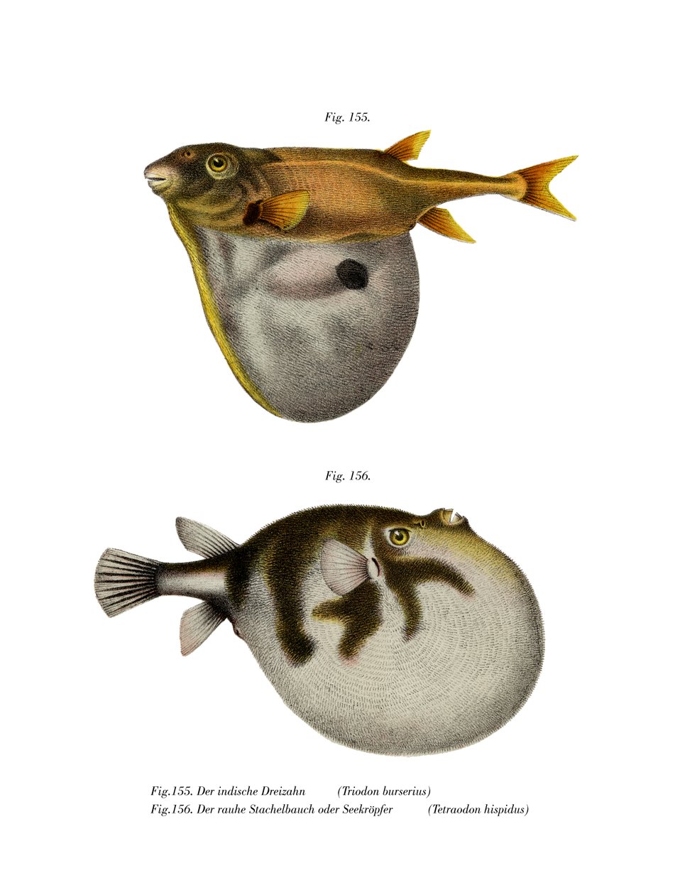 Threetooth Puffer (kolor lito) autorstwa German School
