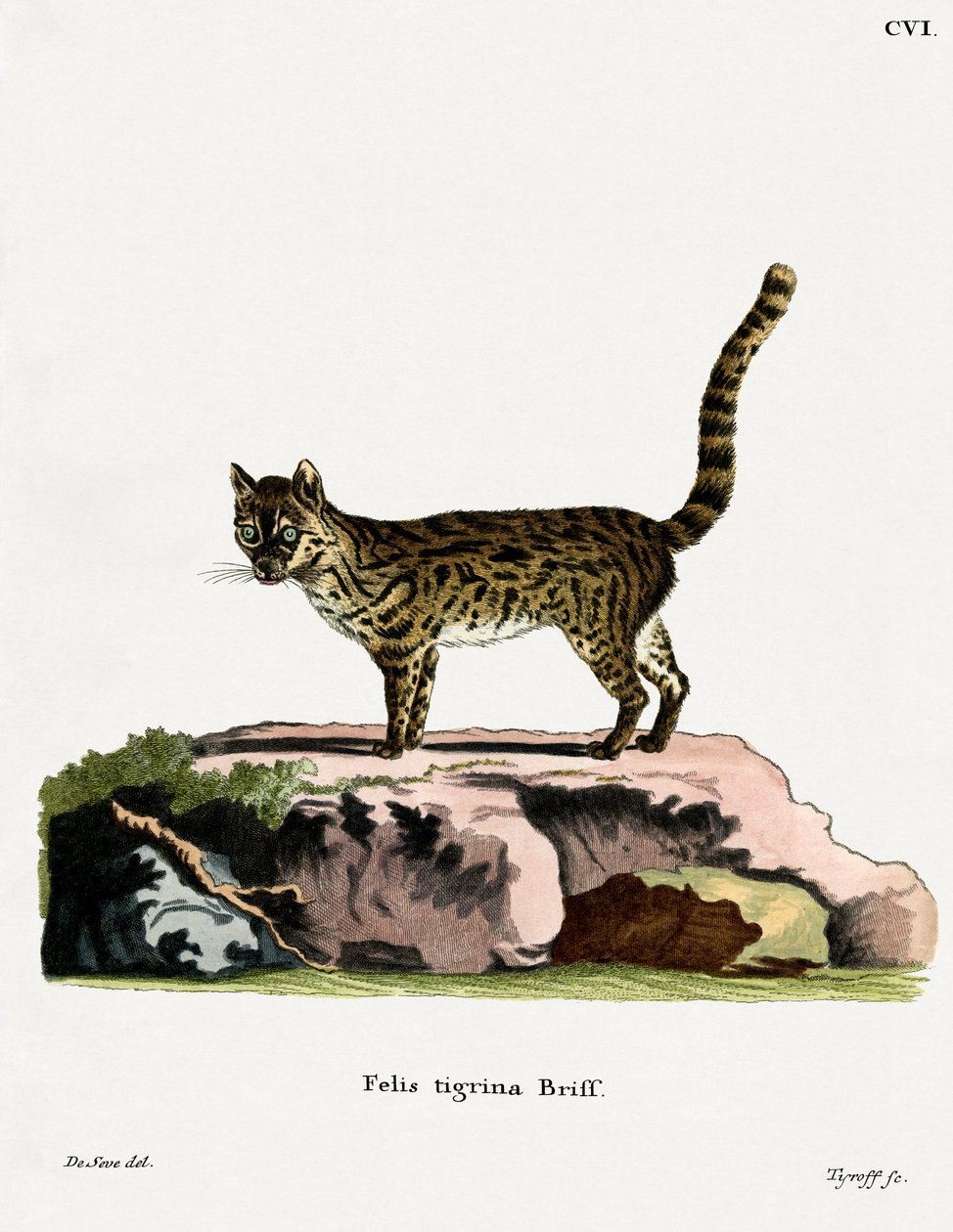 Tiger Cat (kolorowy grawerunek) autorstwa German School