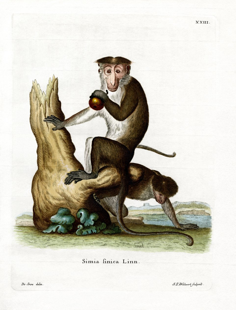 Toque Macaque (kolorowy grawer) autorstwa German School