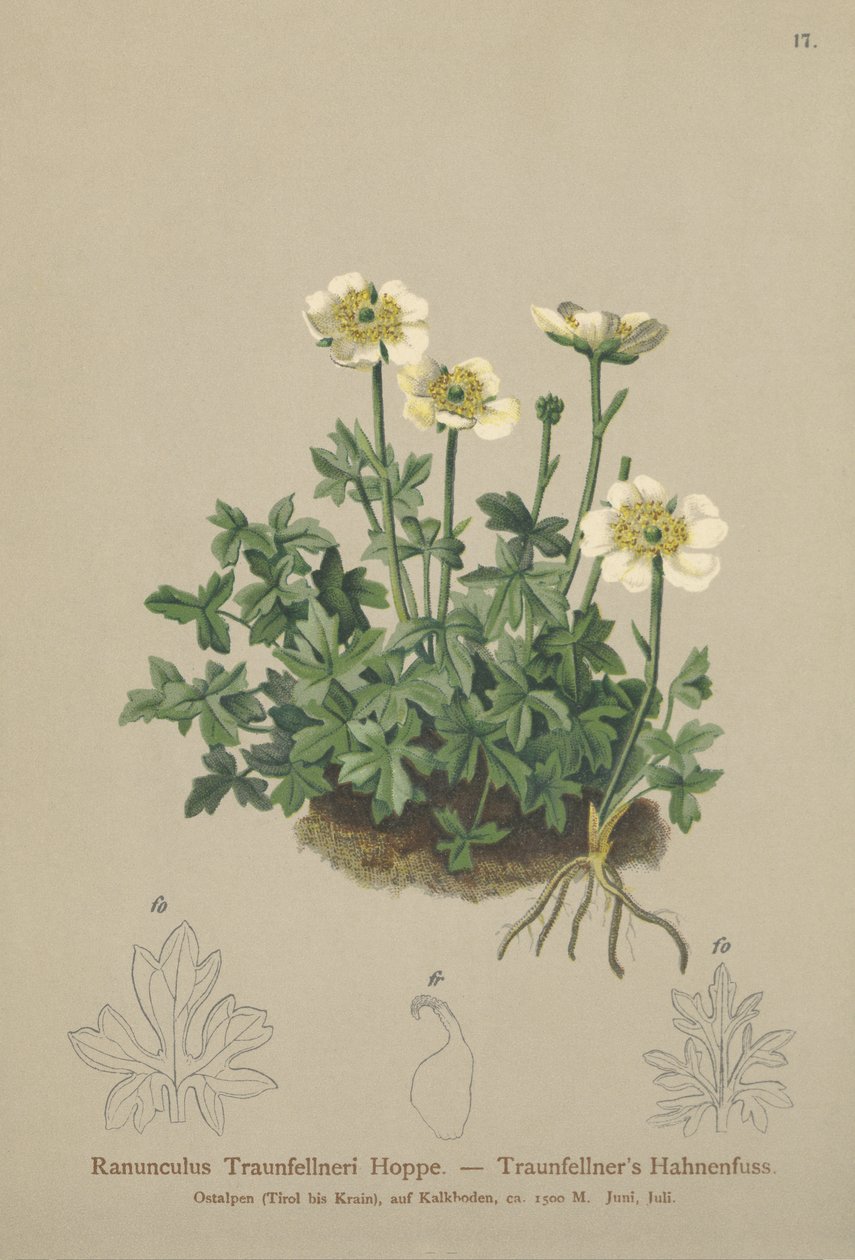 Bażyna Traunfellnera (Ranunculus Traunfellneri) autorstwa German School