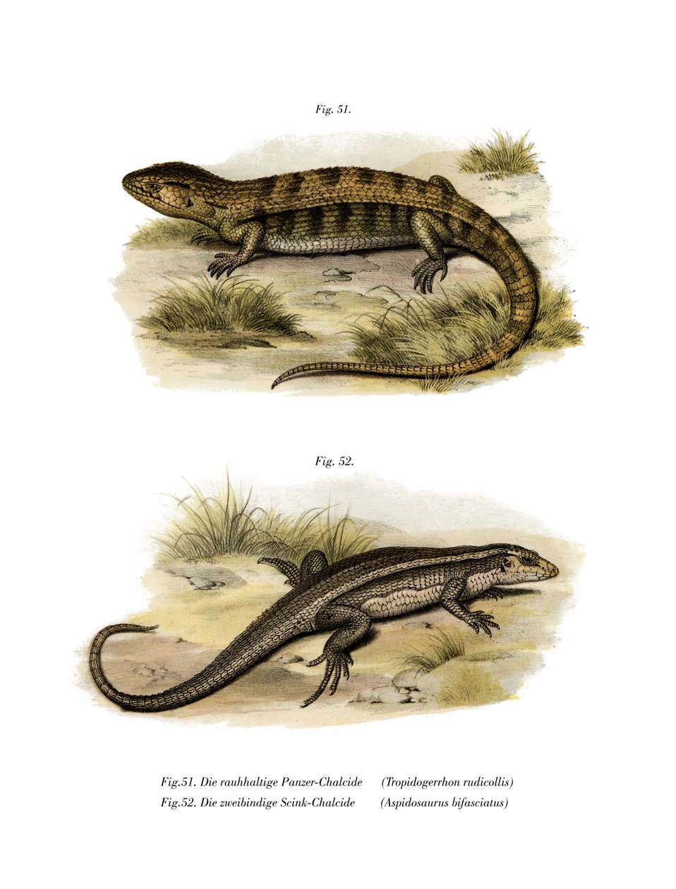 Tropidogerrrhon rudicollis (kolor lito) autorstwa German School