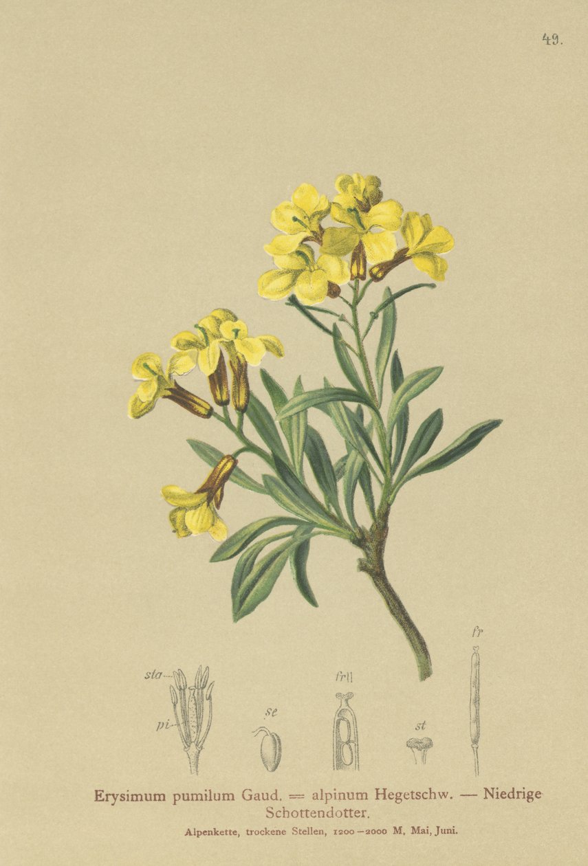 Czernica (Erysimum pumilum, Erysimum alpinum) autorstwa German School