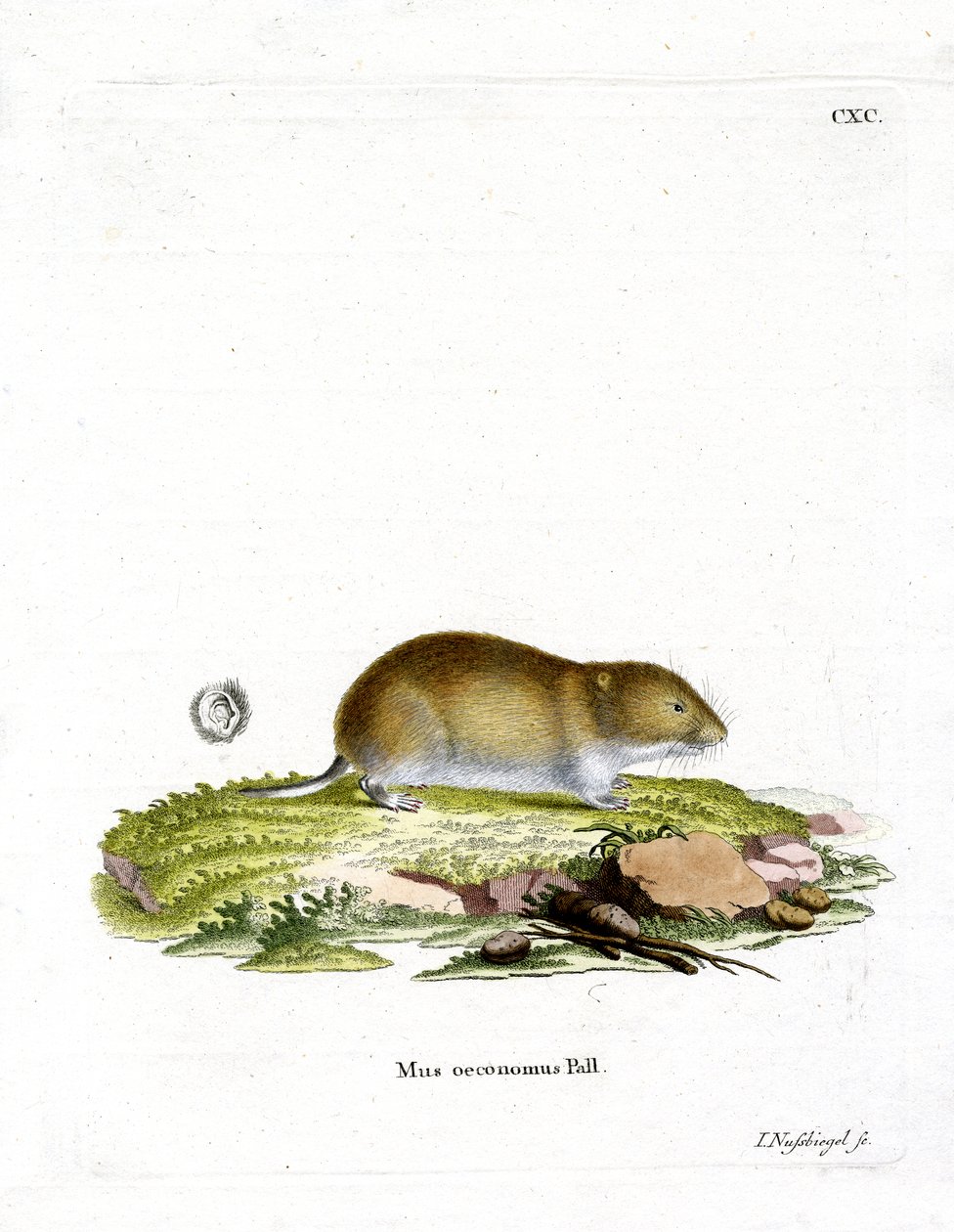 Tundra Vole (kolorowy grawerunek) autorstwa German School