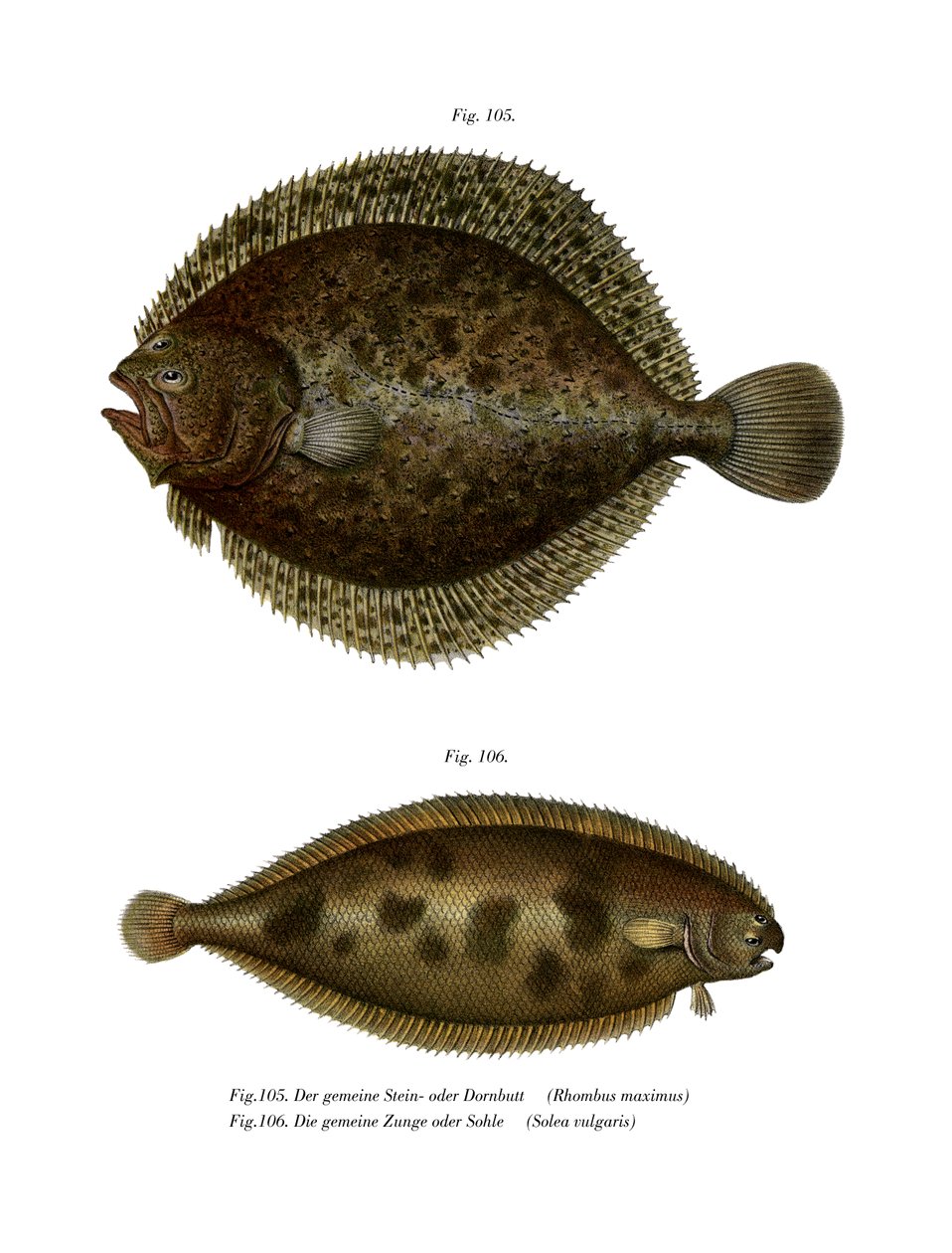 Turbot (kolor lito) autorstwa German School