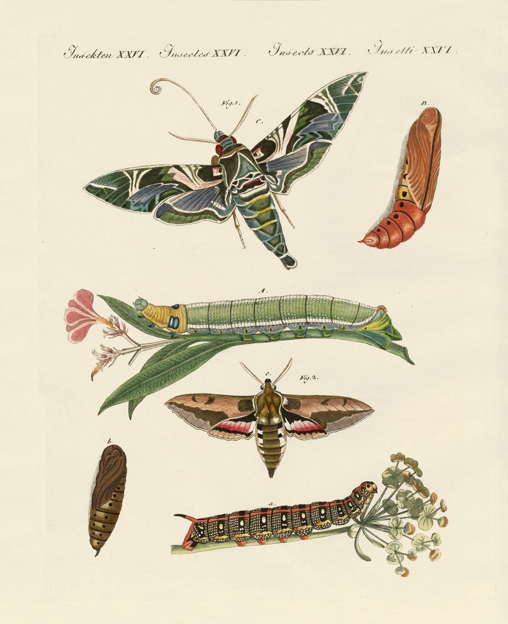 Zmierzch motyl autorstwa German School