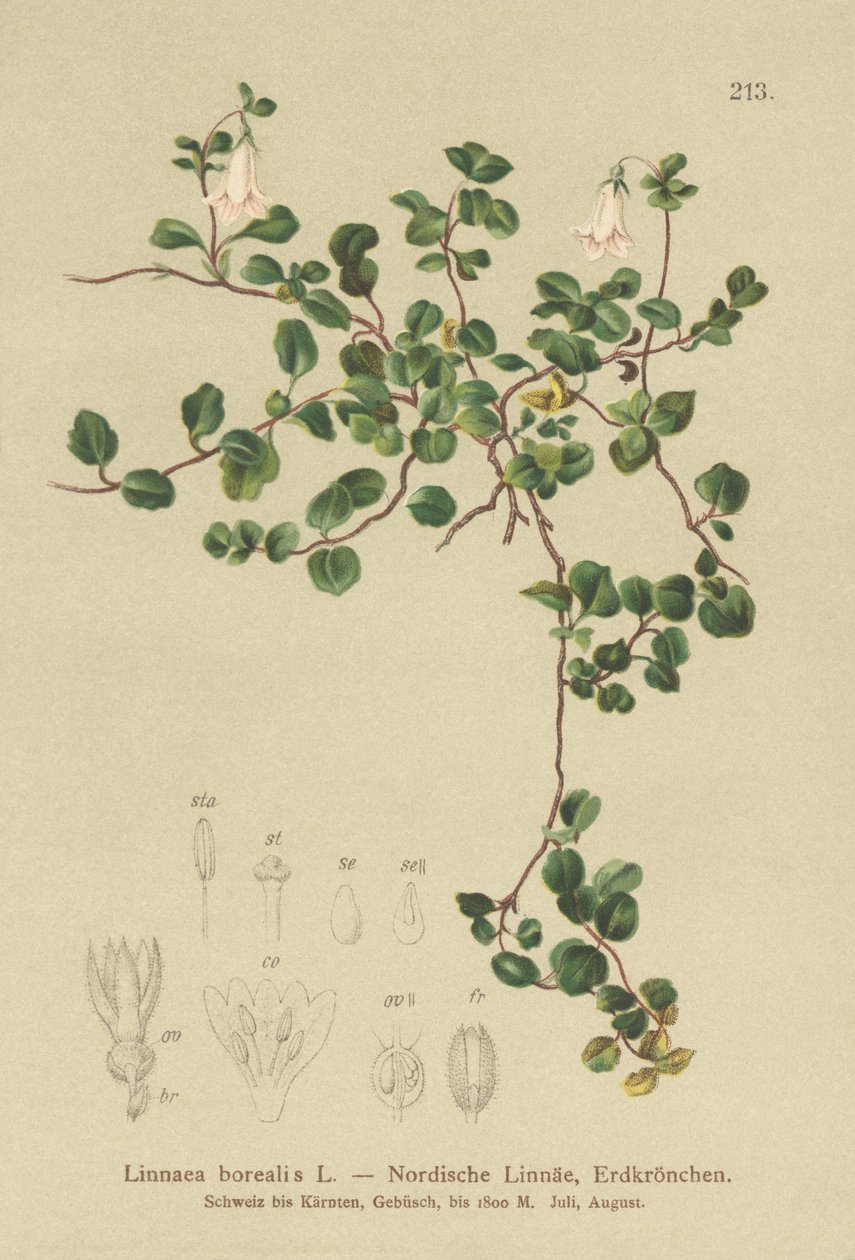 Bliźniak (Linnaea borealis) autorstwa German School
