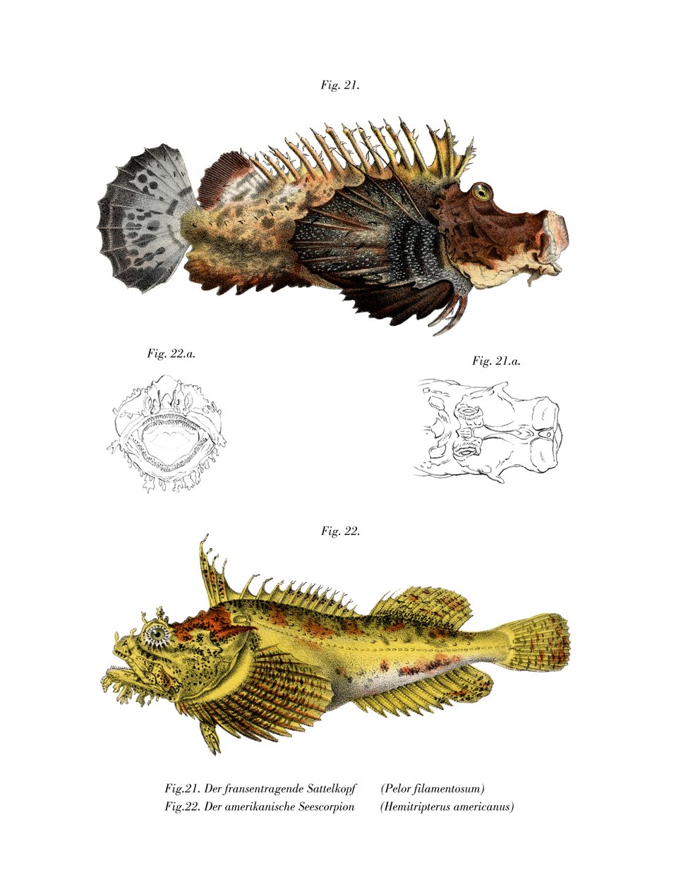 Dwukleszczowa Stingfish (kolor lito) autorstwa German School