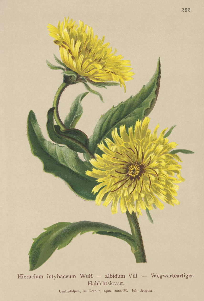 Jastrzębiowiec zwyczajny (Hieracium intybaceum) autorstwa German School