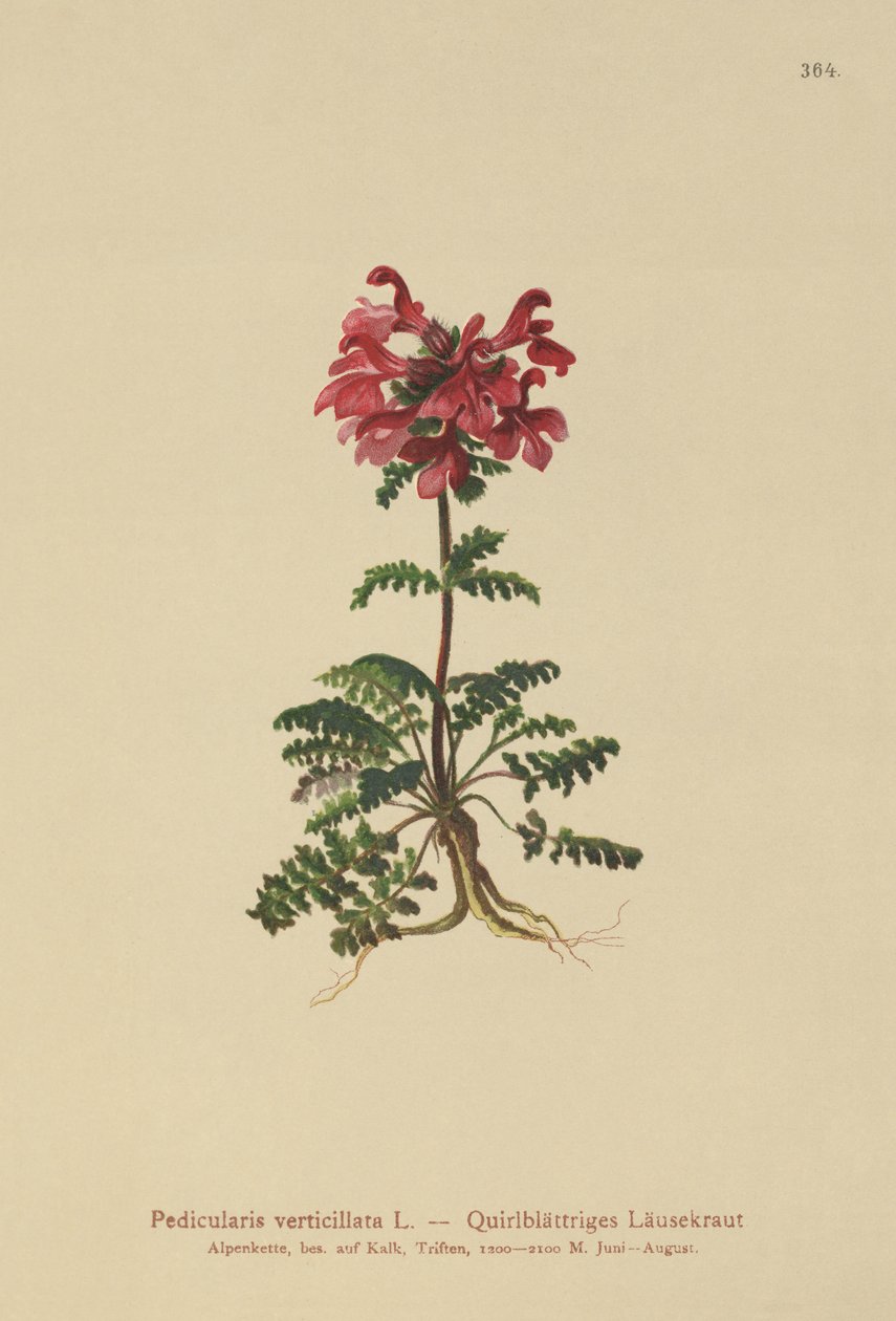Wszysznica zwyczajna (Pedicularis verticillata) autorstwa German School