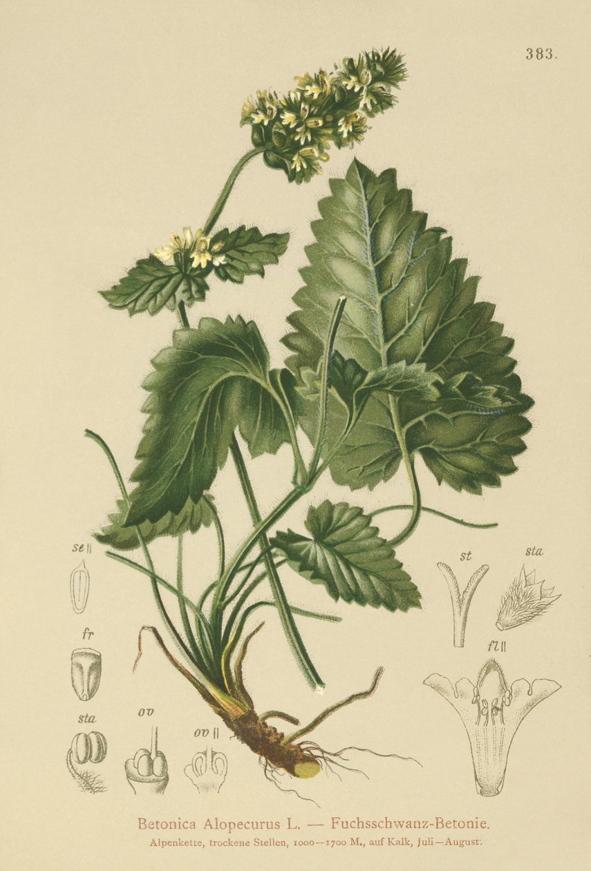 Betonia żółta (Betonica Alopecurus, Stachys alopecuros) autorstwa German School