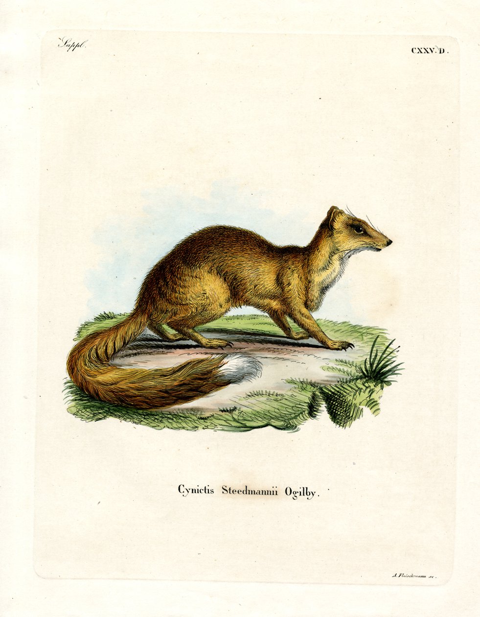 Yellow Mongoose (kolorowy grawerunek) autorstwa German School