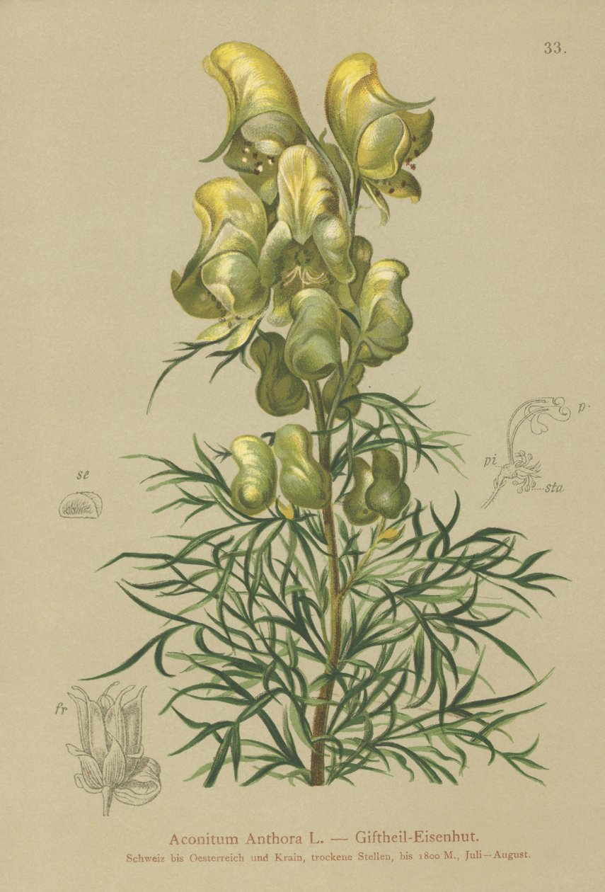 Tojad zwyczajny (Aconitum anthora) autorstwa German School