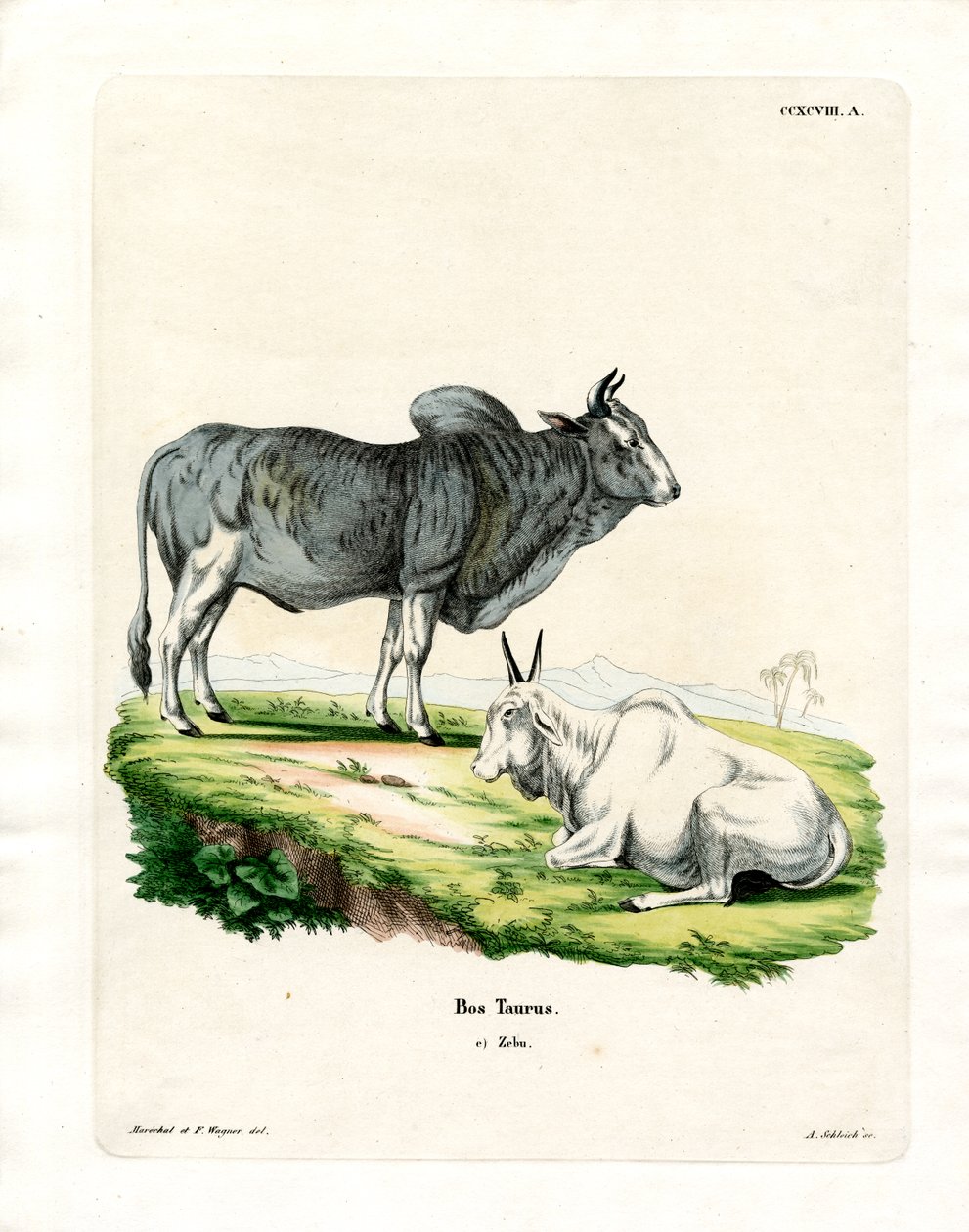 Zebu (kolorowy grawer) autorstwa German School