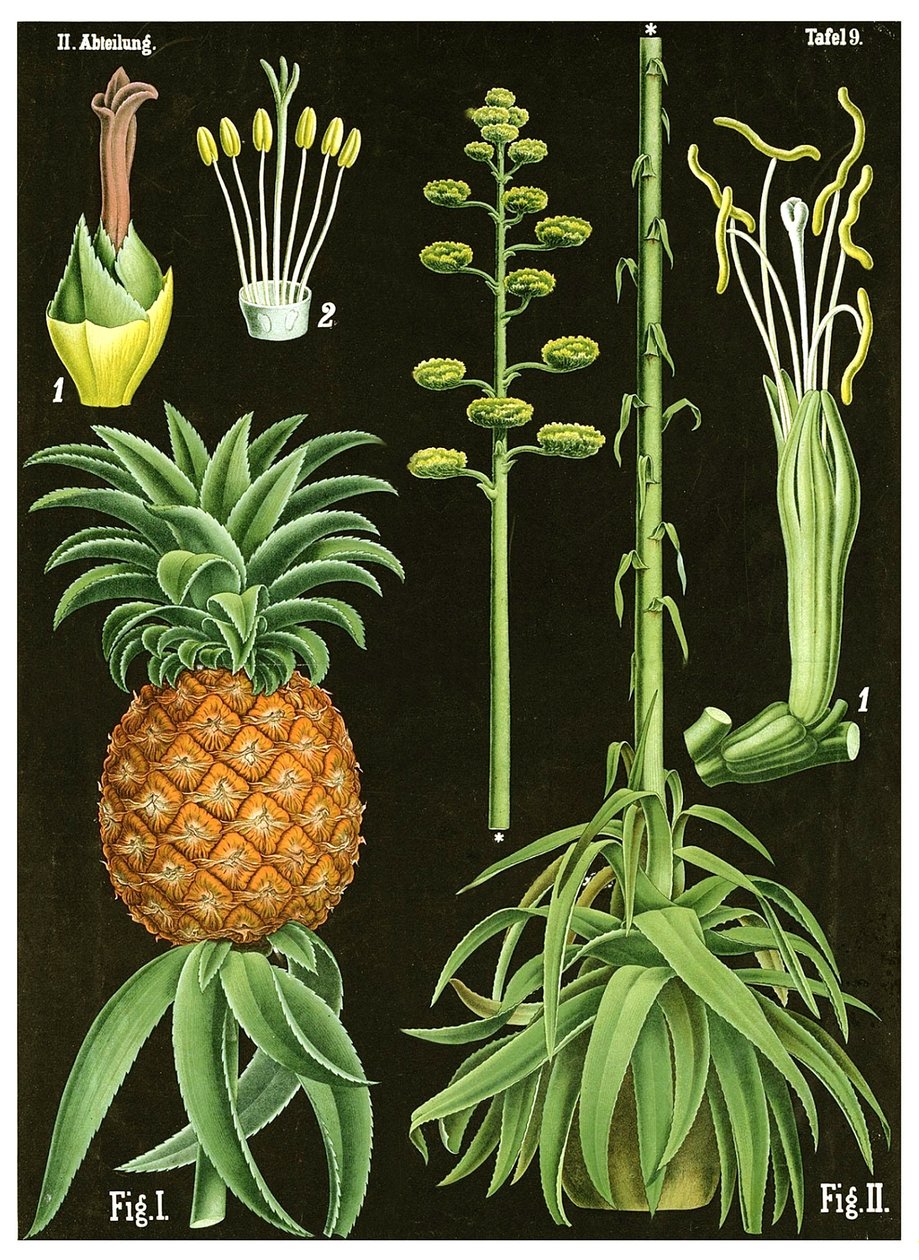 Ananas autorstwa German School