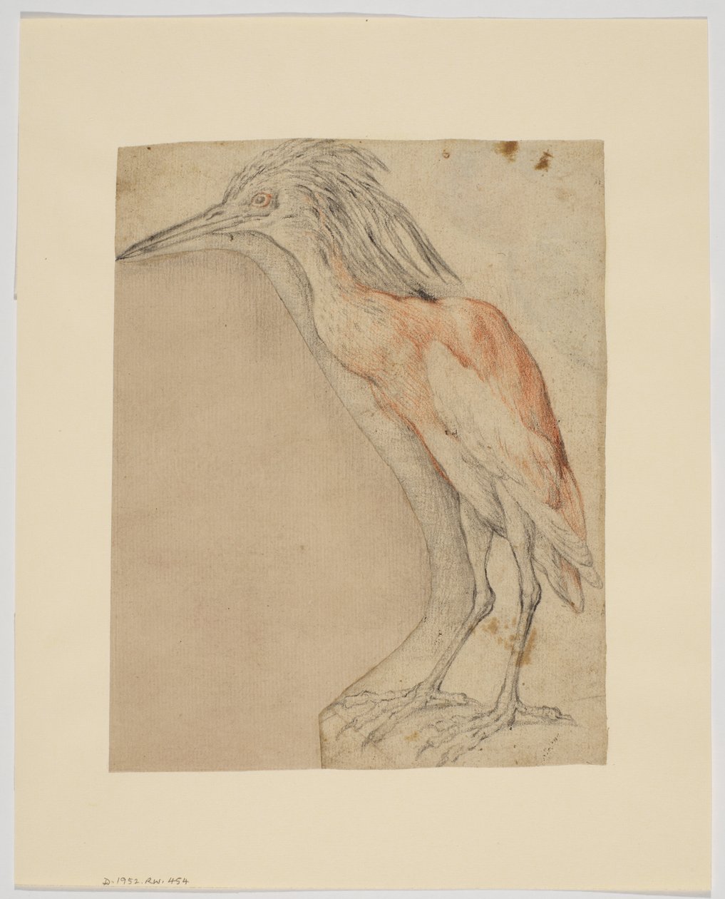 Czapla, recto (kreda na papierze) autorstwa Giovanni da Udine (after)