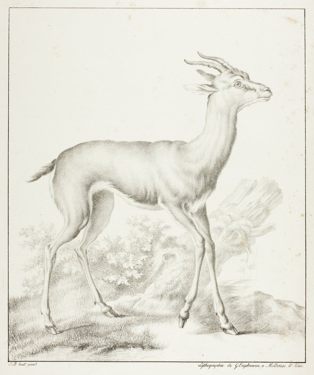 Antylopa autorstwa Gottfried Engelmann