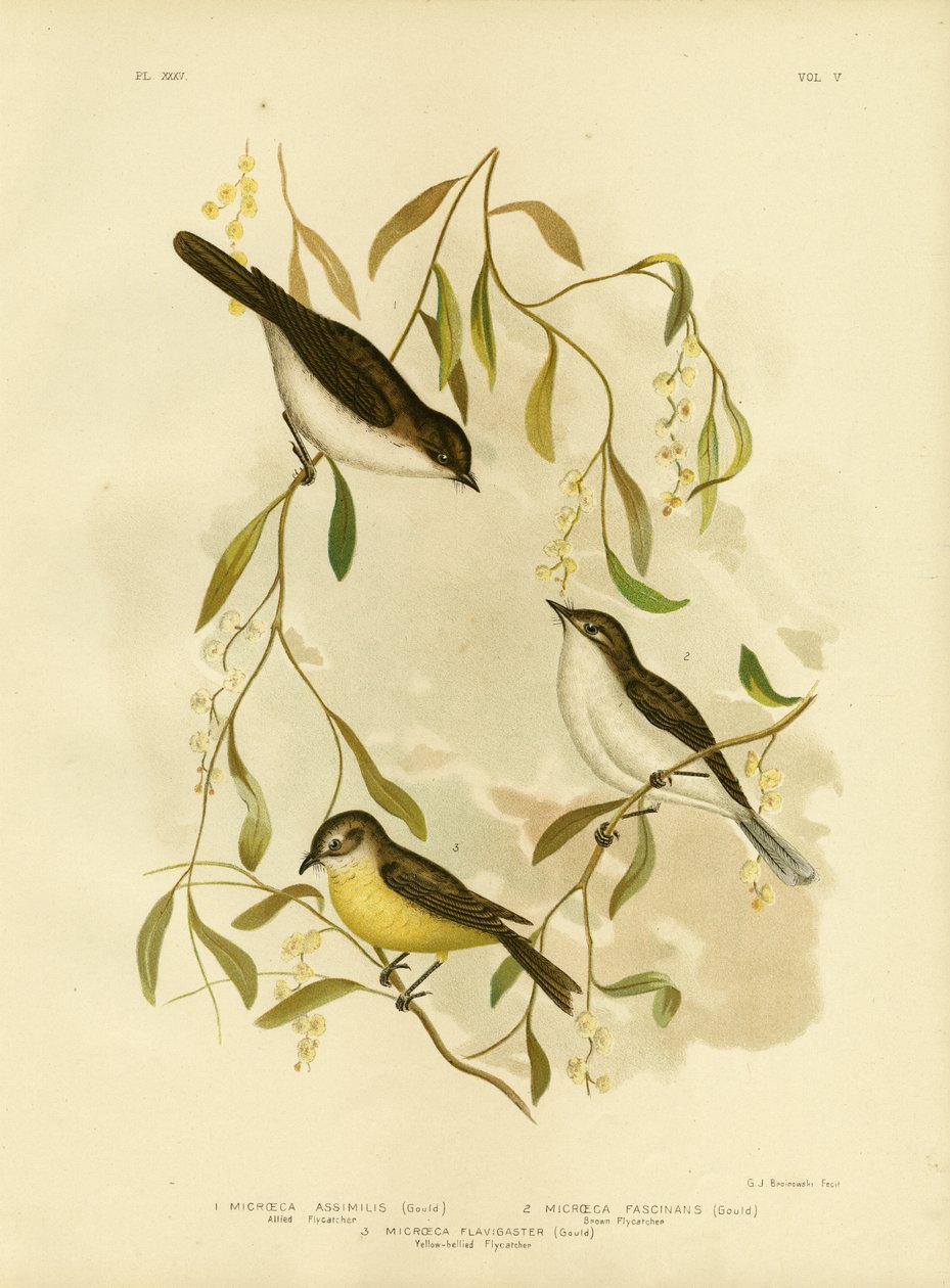 Muchołówka sprzymierzona, 1891 autorstwa Gracius Broinowski