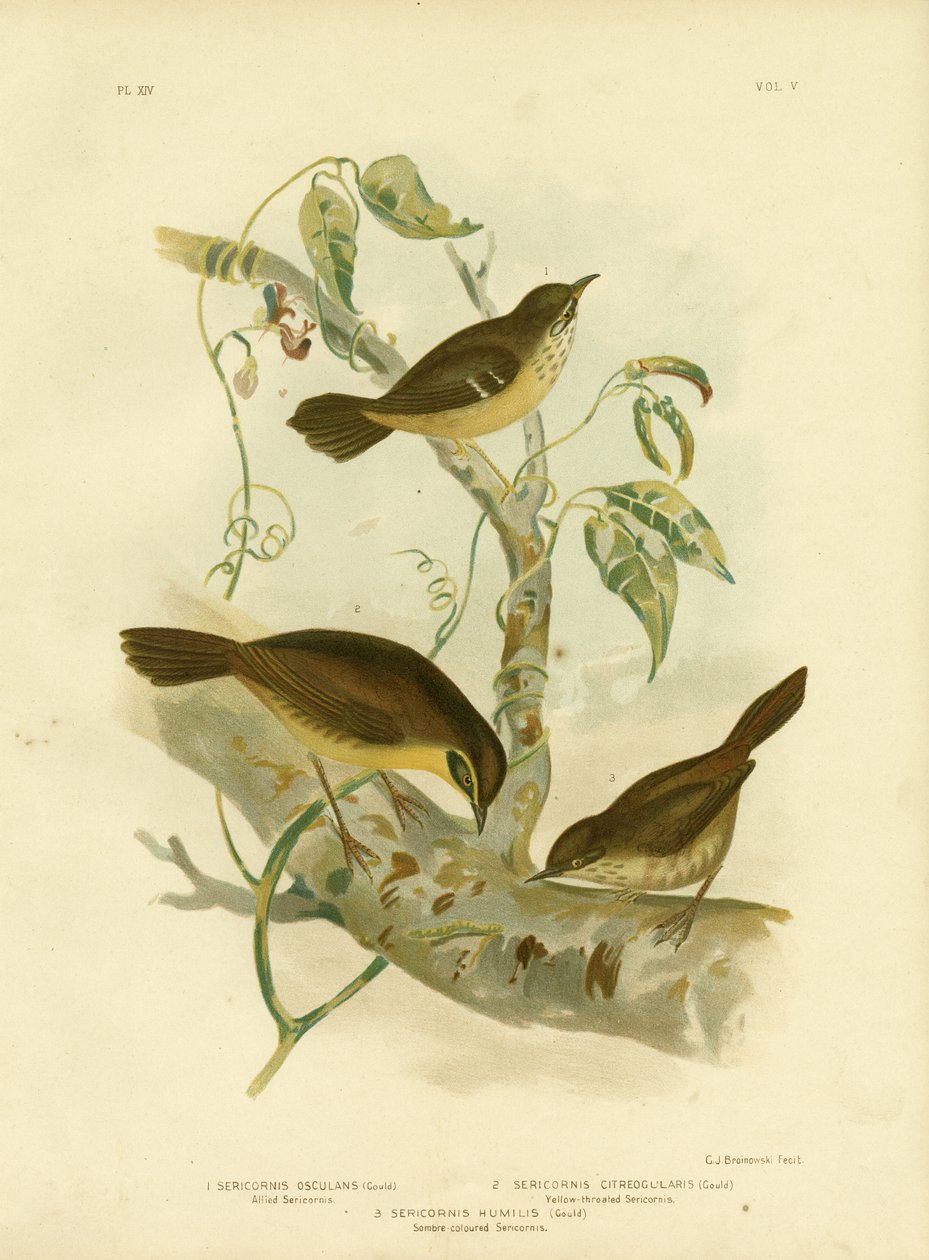 Allied Scrubwren lub White-Browed Scrubwren, 1891 autorstwa Gracius Broinowski