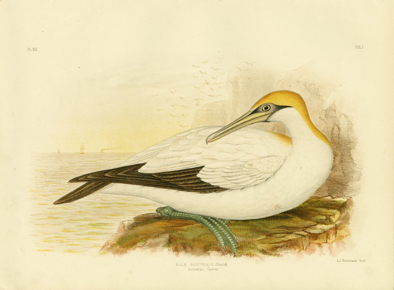 Gannet australijski, 1891 autorstwa Gracius Broinowski