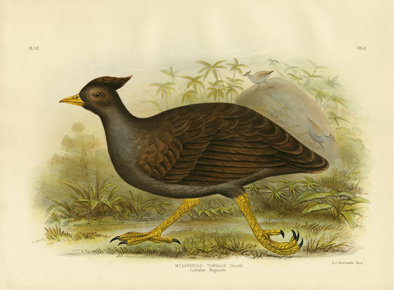 Megapoda australijska, 1891 autorstwa Gracius Broinowski