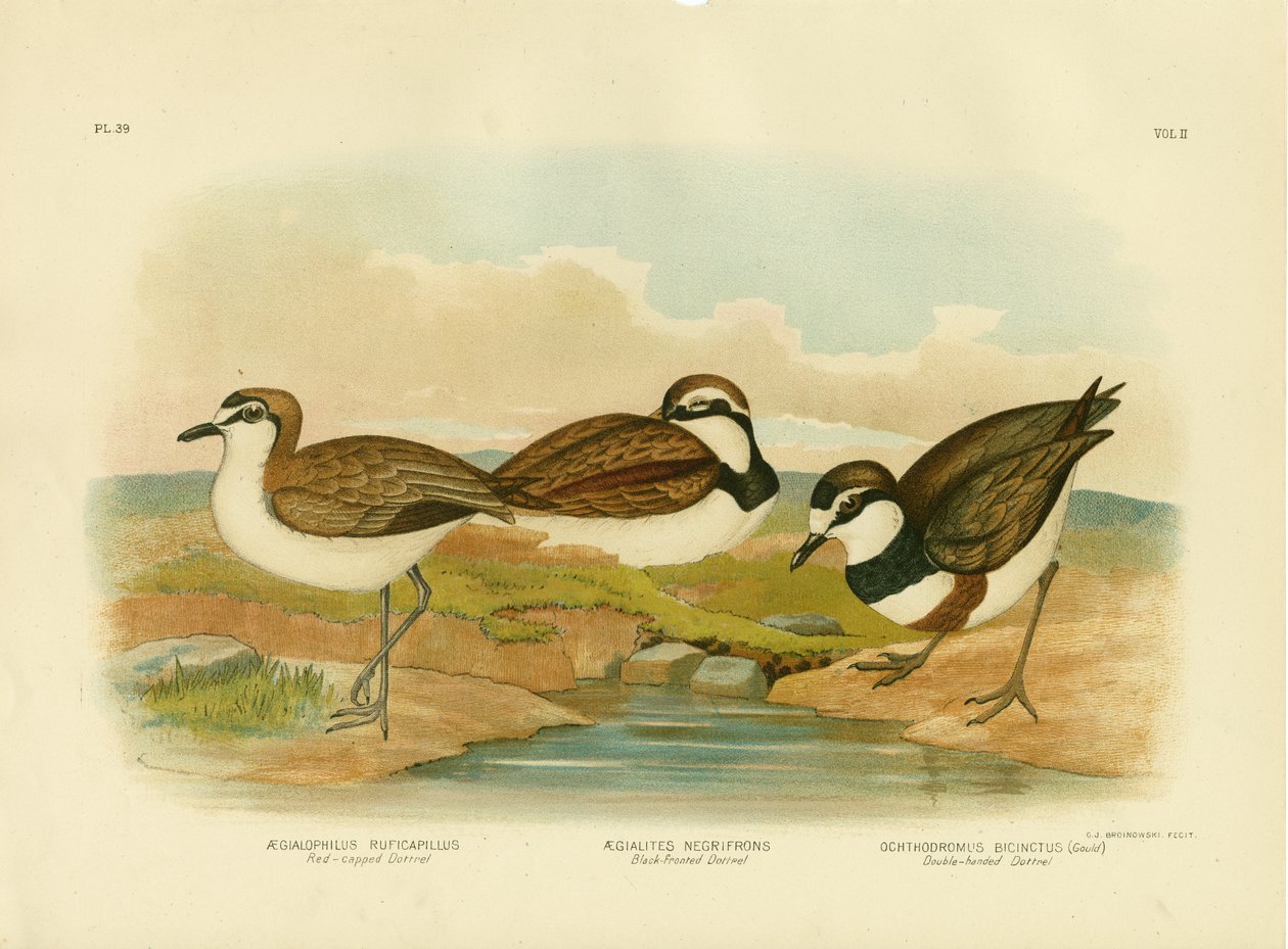 Dotterel z czarnym frontem, 1891 autorstwa Gracius Broinowski