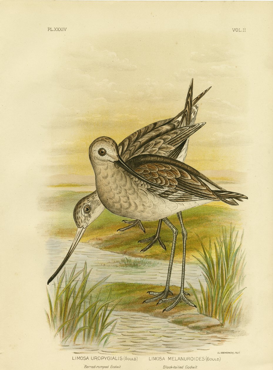 Godwit czarnoszyi, 1891 autorstwa Gracius Broinowski