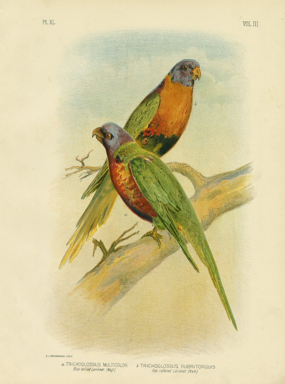 Lorikeet niebieskobrzuchy, 1891 autorstwa Gracius Broinowski