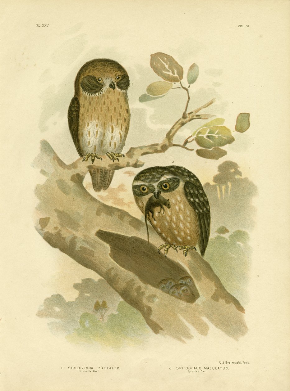 Sowa książkowa, 1891 autorstwa Gracius Broinowski