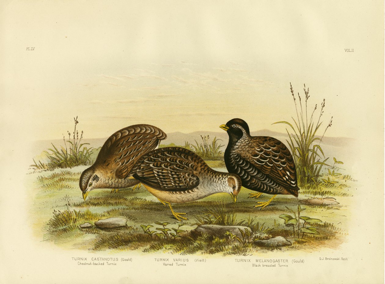 Turnix z kasztanami, 1891 autorstwa Gracius Broinowski
