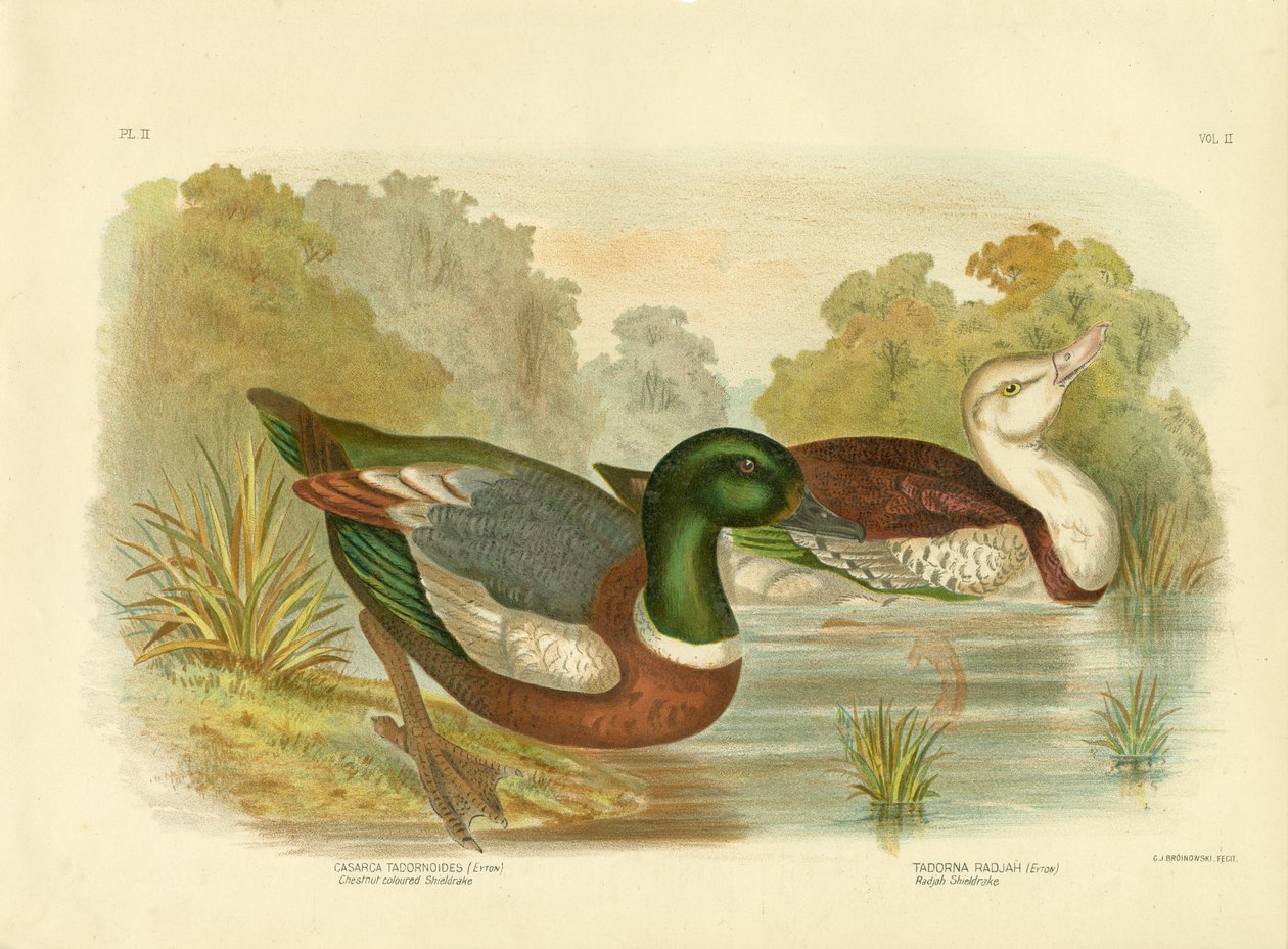 Chestnut-Colored Shieldrake lub Australian Shelduck, 1891 autorstwa Gracius Broinowski
