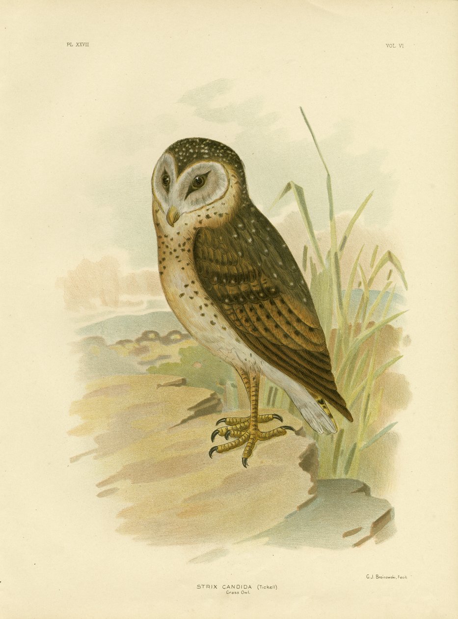 Sowa trawiasta, 1891 autorstwa Gracius Broinowski