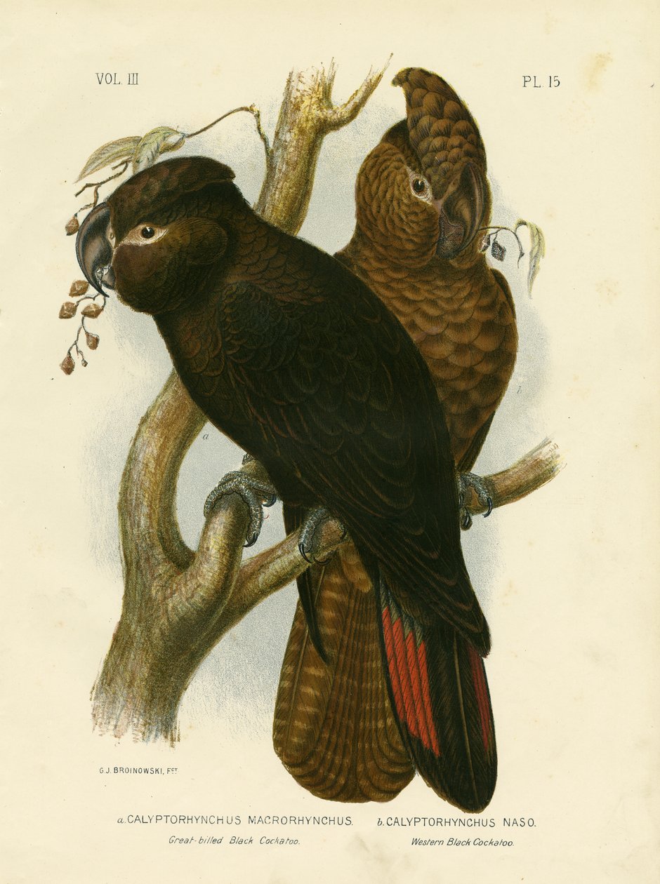Kakadu czarnodzioby, 1891 autorstwa Gracius Broinowski