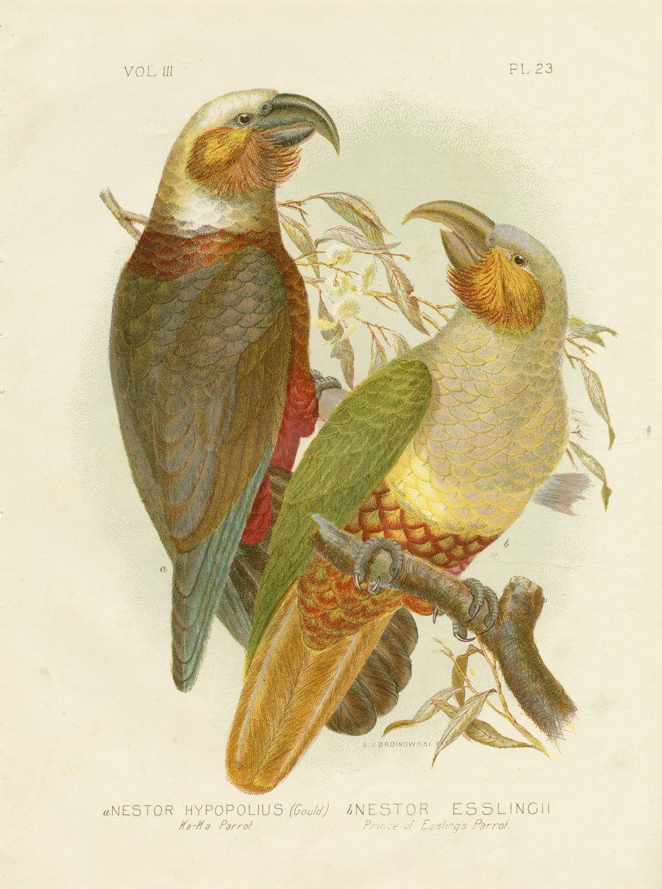 Papuga Kaka, 1891 autorstwa Gracius Broinowski