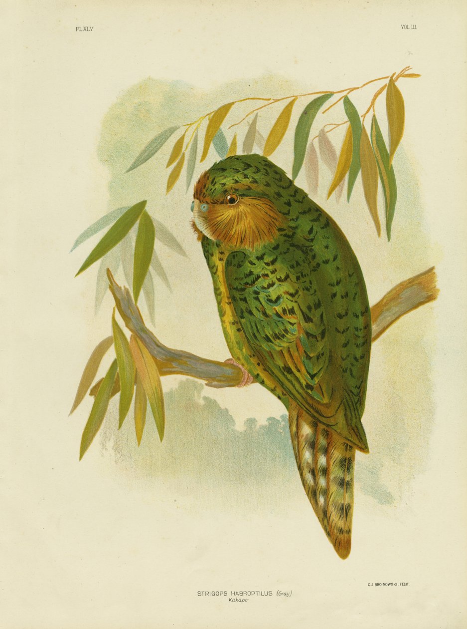 Kakapo, 1891 autorstwa Gracius Broinowski