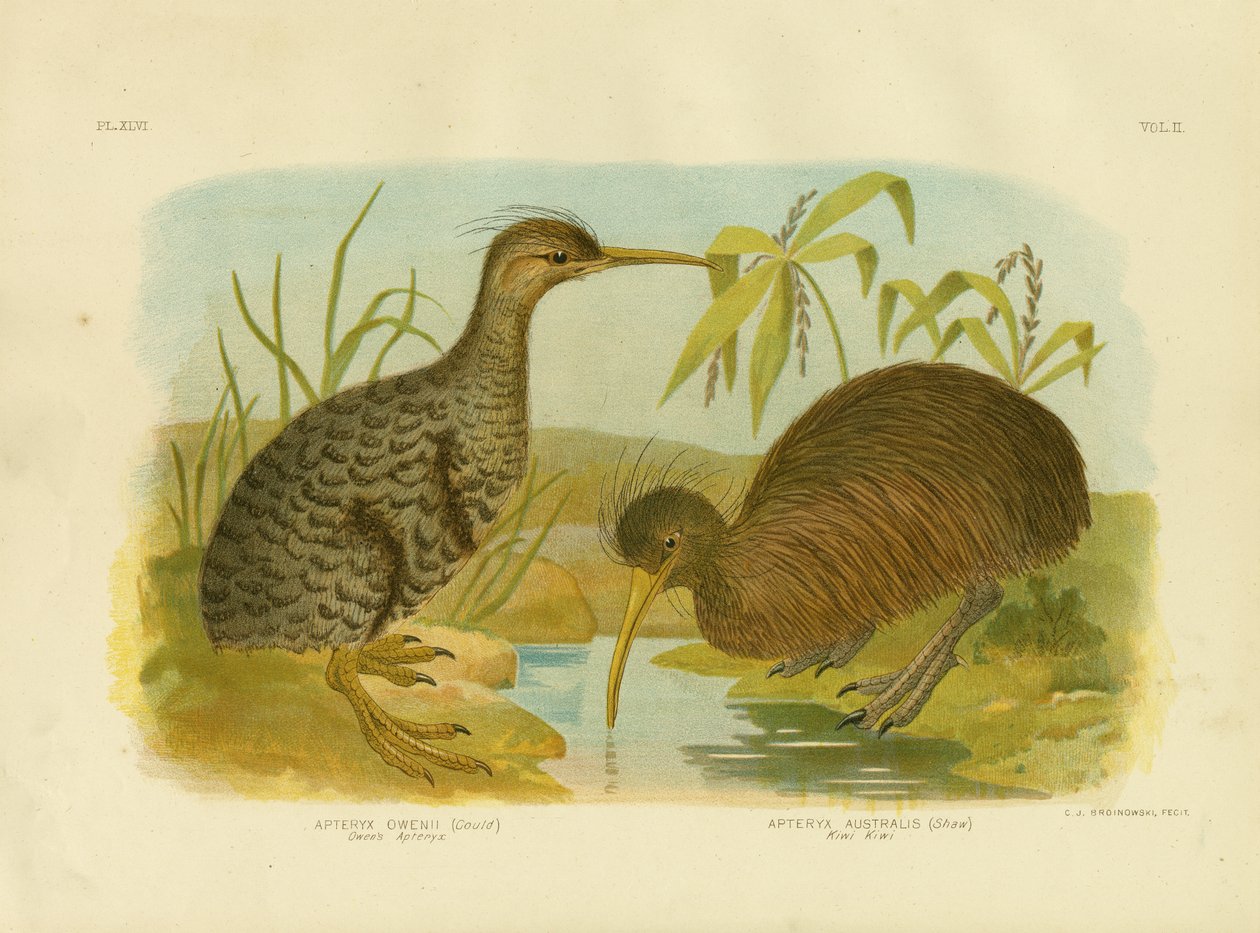 Kiwi cętkowany, 1891 autorstwa Gracius Broinowski