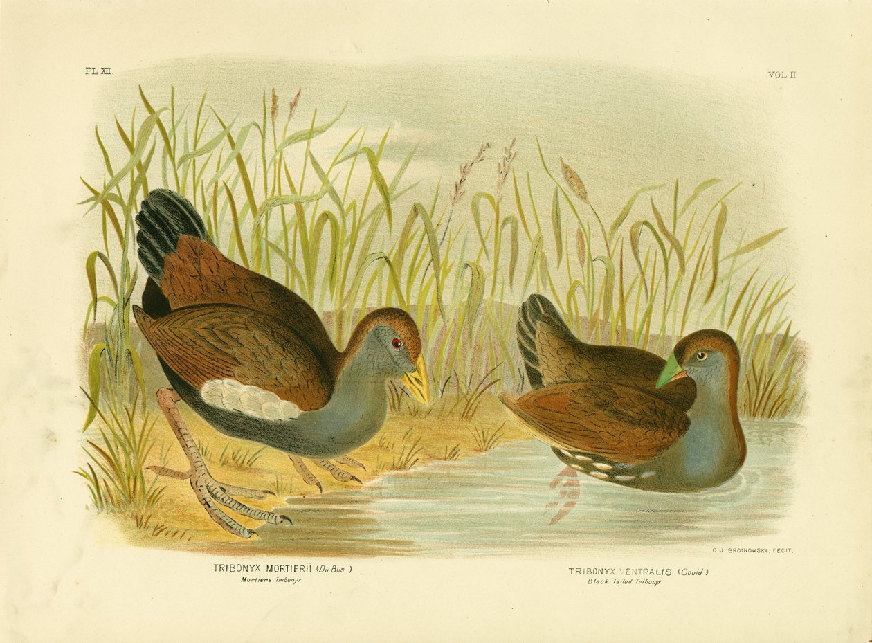 Mortiers Tribonyx lub Tasmanian Nativehen, 1891 autorstwa Gracius Broinowski