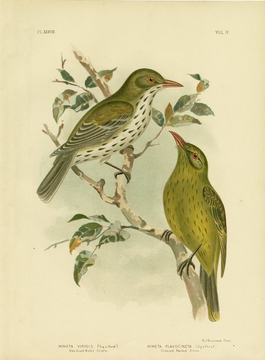 Nowa Południowa Walia Wilga lub zielona Oropendola, 1891 autorstwa Gracius Broinowski