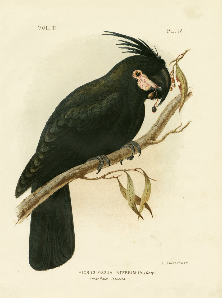 Kakadu palmowy, 1891 autorstwa Gracius Broinowski