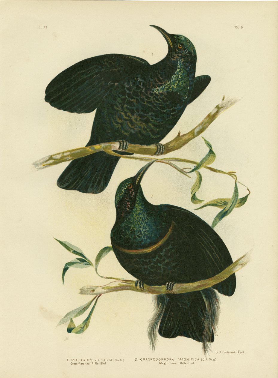 Karabin królowej Wiktorii, 1891 autorstwa Gracius Broinowski