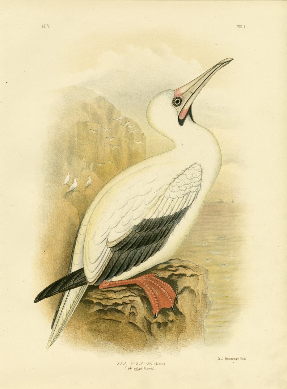 Gannet czerwononogi, 1891 autorstwa Gracius Broinowski