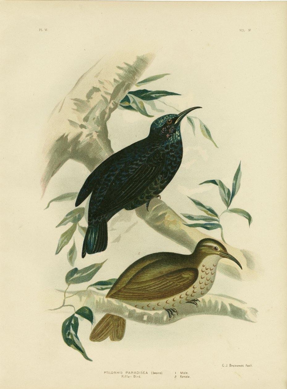 Strzelec-Bird, 1891 autorstwa Gracius Broinowski