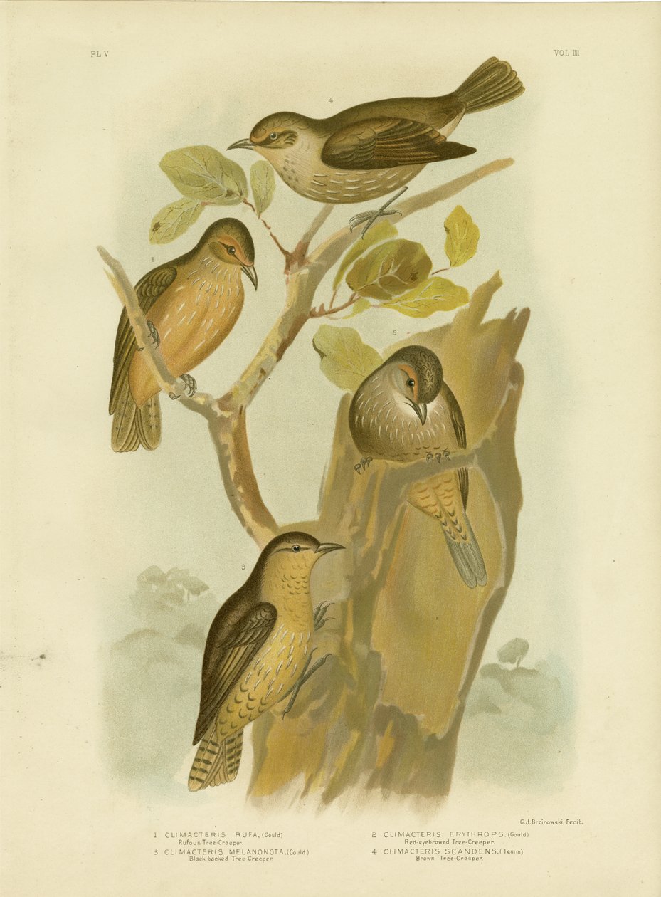 Rufous Treecreeper, 1891 autorstwa Gracius Broinowski